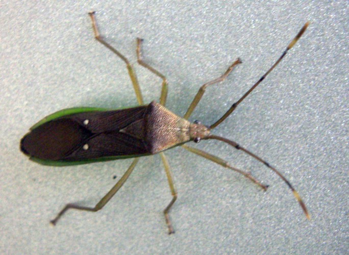 Homoeocerus sp. 2.jpg