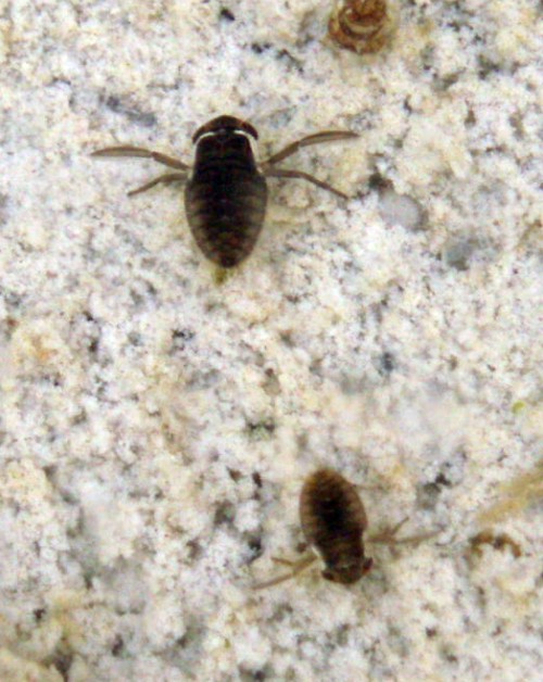 Micronecta sp. 2 (12-9-09 Alfocea).jpg