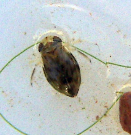 Micronecta sp. (21-10-07 Mediana).jpg