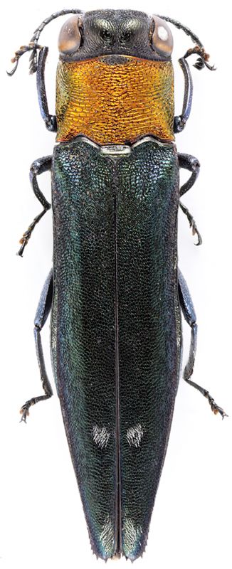 Agrilinae Agrilini Agrilus SierL Matotoka 23-V-2018 8,5mm red.jpg