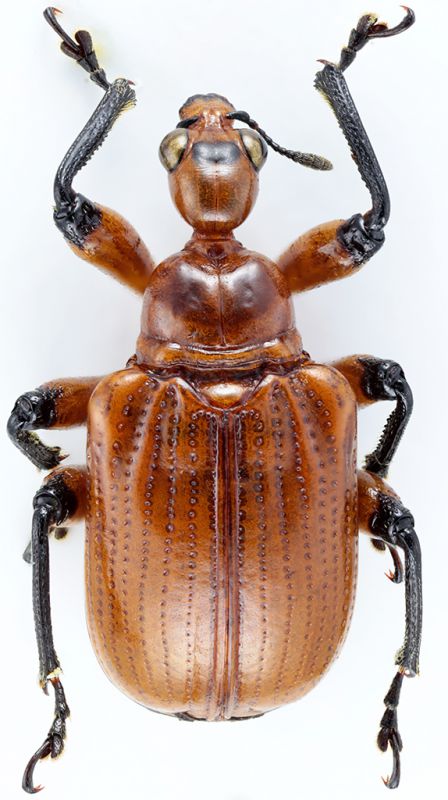 Attelabidae Apoderinae Apoderini Parapoderus (P.) sp2 Tanz Uluguru 03-III-2017 7,5mm red.jpg