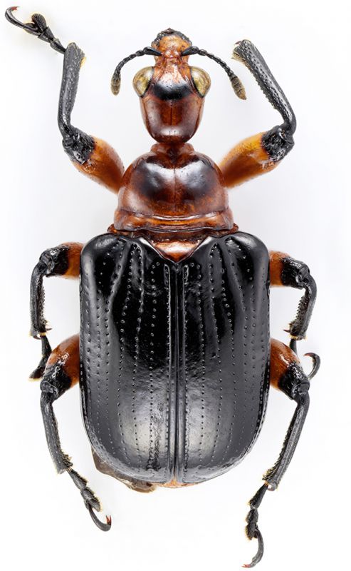 Attelabidae Apoderinae Apoderini Parapoderus (P.) sp2 Tanz Uluguru 03-III-2017 8,5mm red.jpg