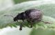 Polydius sp. (14-6-09 Valdelinares).jpg