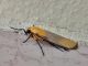 Lithosia quadra (Linnaeus, 1758)♂ (8) - Copia.jpg