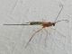 Ichneumonidae sp. SME Nord 26 X 2019 DSCN6895.JPG