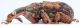 Attelabidae Attelabinae Attelabini Plassoderinus Tanz Karema 10-XI-2016 6mm lat red.jpg