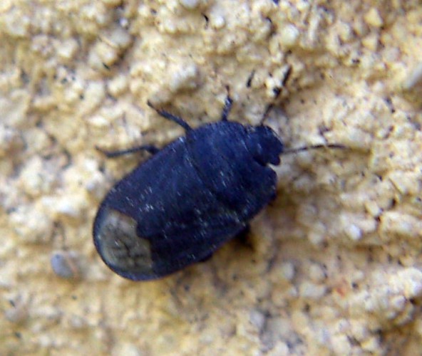 Ochetostethus nanus u O. tarsalis (27-7-07 Mercazaragoza).jpg