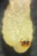 larva2.jpg