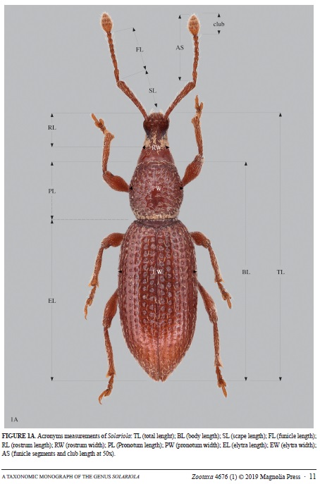 A taxonomic monograph of the genus Solariola page.jpg