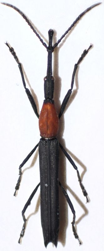 brentidae1.jpg