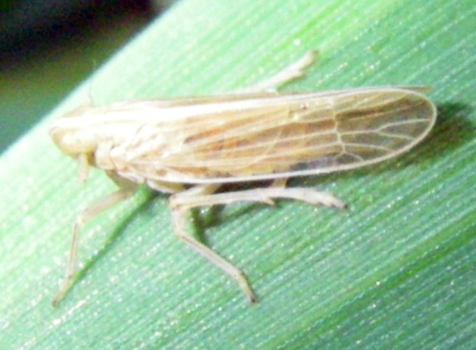 Stenocranus sp. (26-3-16 Juslibol).jpg