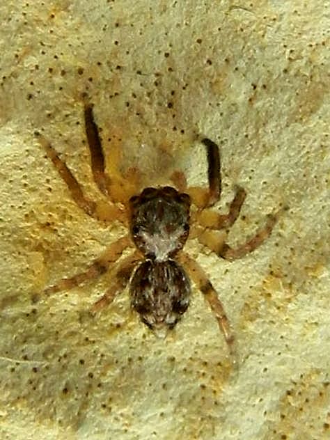 Pseudeuophrys sp. cfr SME Nord 21 IX 2019 DSCN6437 °.JPG