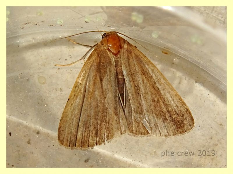 Noctuidae - Anzio 30.10.2019 - 18 mm. - (1).JPG