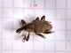 Aclees_sp (1).jpg