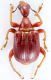 Attelabidae Apoderinae Apoderini Parapoderus (Homapoderus) Tog Ahlon IX-2008 5mm red.jpg