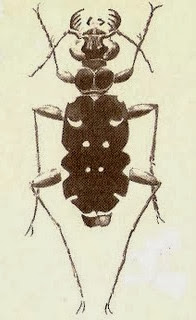 Cicindela juengeri.jpg