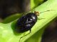 Dereocoris.jpg