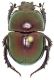Geotrupes_pyrenaeus_splendens_Monte_Morra_1000m_4-IX-1982_20mm.jpg