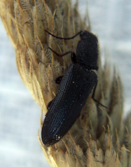 Campylomorphus homalisinus (16-9-07 Sabiñánigo).jpg