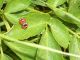coccinelle.jpg