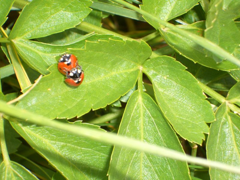 coccinelle.jpg