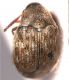 Bruchidius sp3.jpg