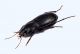 Comb2892cr-34zL6.jpg
