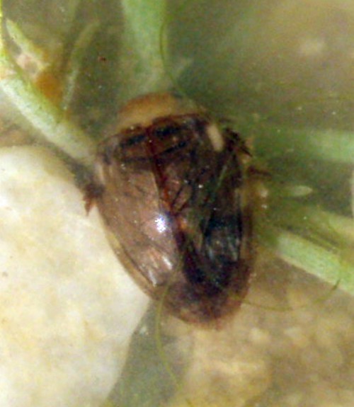 Laccophilus sp. (23-8-08 Mezalocha).jpg