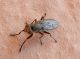 Opomyzidae SME Nord 26 XI 2019 DSCN7294.JPG