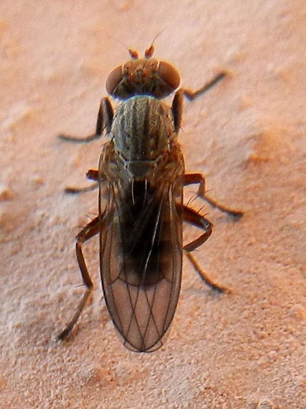 Opomyzidae SME Nord 26 XI 2019 DSCN7297.JPG