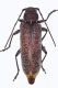 Trichoferus_spec03small.jpg