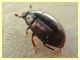 probabile Cercyon sp. - Anzio 6.10.2019 - circa 2,5 mm. su sterco equino - (5).jpg