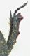 Trox litoralis.jpg