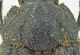 Trox litoralis.jpg