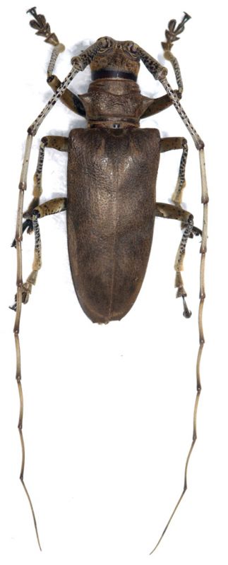 Acalolepta (Dihammus) longicornis 1.jpg