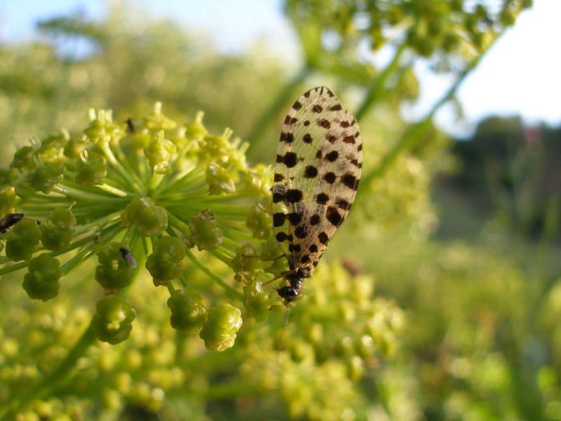 Turchia 2010_Neurottero_622.jpg