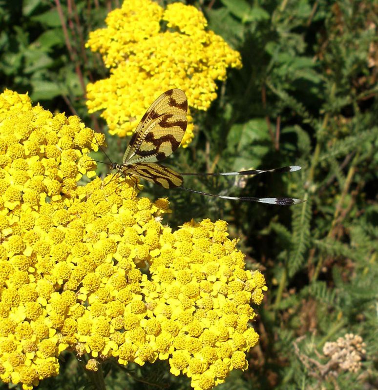 Turchia 2010_Nemoptera sp_604.jpg