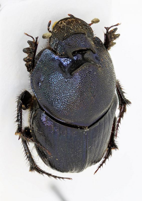 Onthophagus India1b_H.jpg