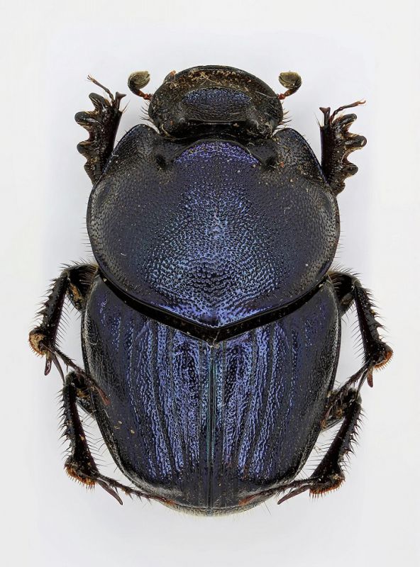 Onthophagus India1a_H.jpg