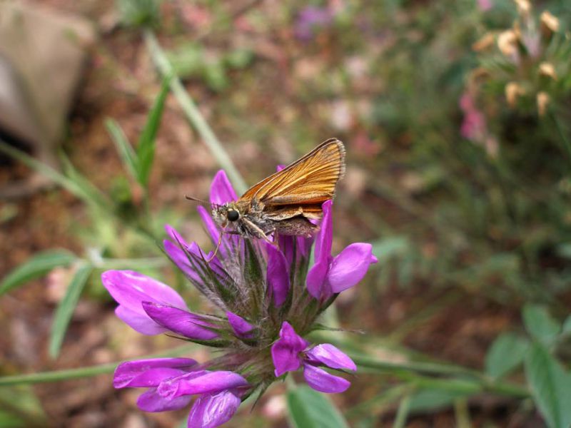 Turchia 2010_Hesperidae_651.jpg