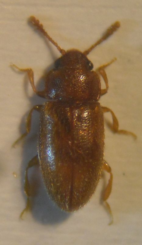 Cryptophilus 003 A.jpg