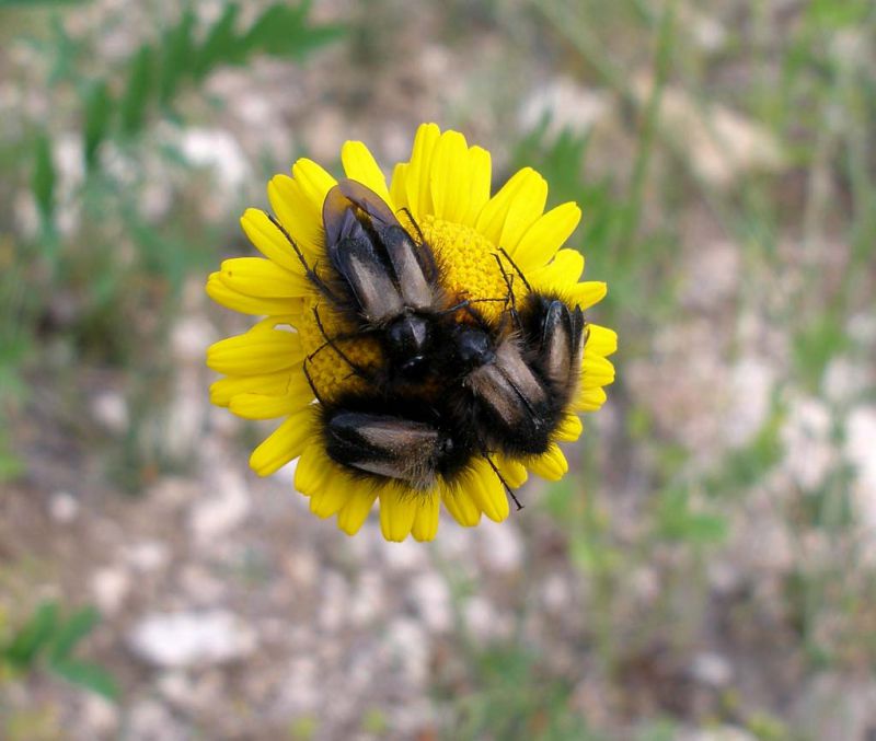 Turchia 2010_Eulasia sp_Pulumur 108.jpg