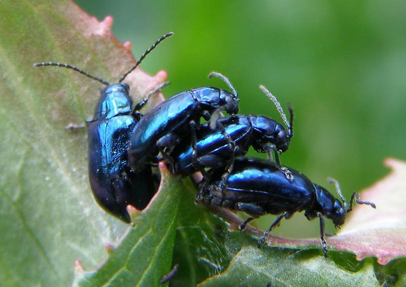 Coleoptera-Chrysomelidae-Altica-sp-201305060121.JPG