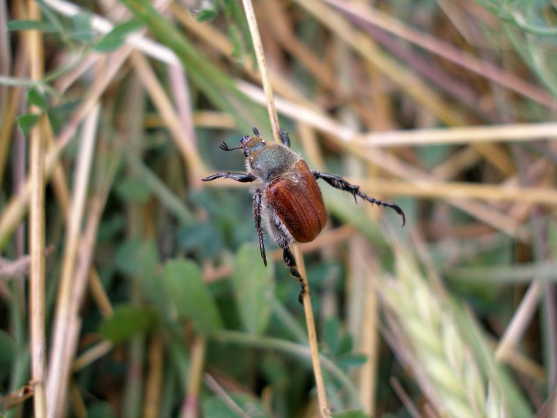 Turchia 2010_Anisoplia sp_Erzincan_052.jpg