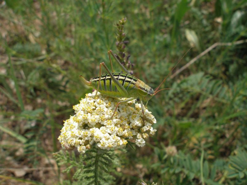 Turchia 2010_Orthoptera_088.jpg