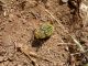 Turchia 2010_Julodis andreae_091.jpg