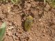 Turchia 2010_Julodis andreae_093.jpg
