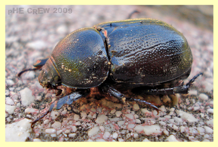 Oryctes nasicornis - femmina - (Linnaeus, 1758).JPG