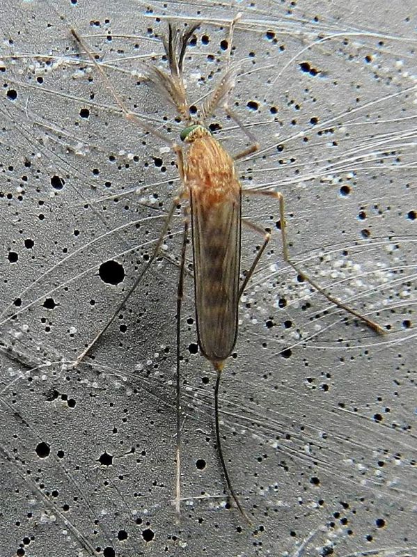 Culiseta sp. SME Sud 16 XII 2019 DSCN8033.JPG