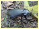 2 - probabile Carabus rossii - Roma - Riserva naturale Valle Dell' Aniene -  Viale Gottardo - 8.10.2019 - (1).JPG